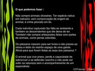 O que podemos fazer :
Não compre animais silvestres. Ter espécie nativa
em cativeiro, sem comprovação da origem do
animal, é crime previsto em lei.
Cada indivíduo capturado faz falta ao ambiente e
também os descendentes que ele deixa de ter.
Também não compre artesanatos feitos com partes
de animais, como penas coloridas.
Os pássaros nascem para ser livres e não presos ao
stress e tédio do restrito espaço de uma gaiola.
Afinal para que foram feitas as asas dos pássaros ?
O animal que vive preso, perde a capacidade de
sobreviver e se defender sozinho e não pode ser
solto na natureza sem o acompanhamento de um
especialista.
CGTetzner – Slides
 