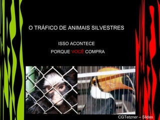 O TRÁFICO DE ANIMAIS SILVESTRES
ISSO ACONTECE
PORQUE VOCÊ COMPRA
CGTetzner – Slides
 