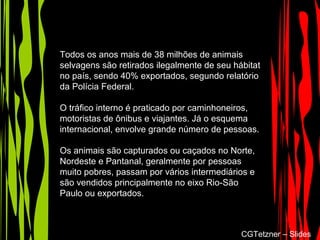 Todos os anos mais de 38 milhões de animais
selvagens são retirados ilegalmente de seu hábitat
no país, sendo 40% exportados, segundo relatório
da Polícia Federal.
O tráfico interno é praticado por caminhoneiros,
motoristas de ônibus e viajantes. Já o esquema
internacional, envolve grande número de pessoas.
Os animais são capturados ou caçados no Norte,
Nordeste e Pantanal, geralmente por pessoas
muito pobres, passam por vários intermediários e
são vendidos principalmente no eixo Rio-São
Paulo ou exportados.
CGTetzner – Slides
 