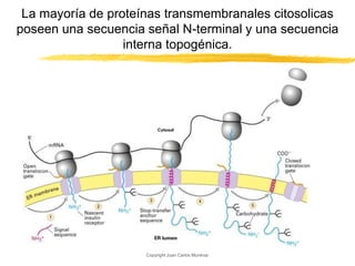 Trafico intracelular de moléculas