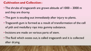 Cultivation and Collection :
• The shrubs of tragacanth are grown altitude of 1000 – 3000 m
and they are thorny.
• The gum is exuding out immediately after injury to plants.
• Tragacanth gum is formed as a result of transformation of the cell
of pith and medullary rays into gummy substance.
• Incisions are made on various parts of stem.
• The fluid which oozes out, is called tragacanth and it is collected
after drying.
 