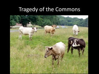 Tragedy of the Commons
 