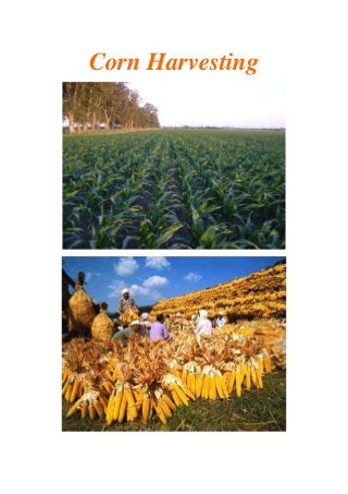 Corn Harvesting
 