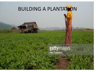 BUILDING A PLANTATION
 