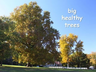 big
healthy
 trees
 