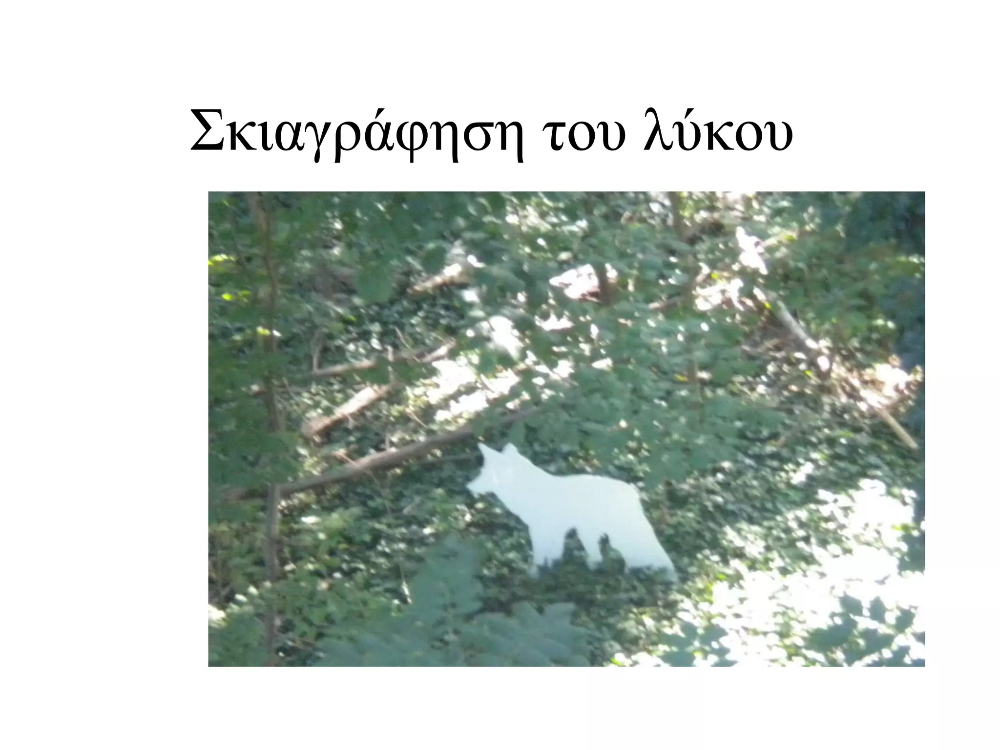 Σκιαγράφηση του λύκου  