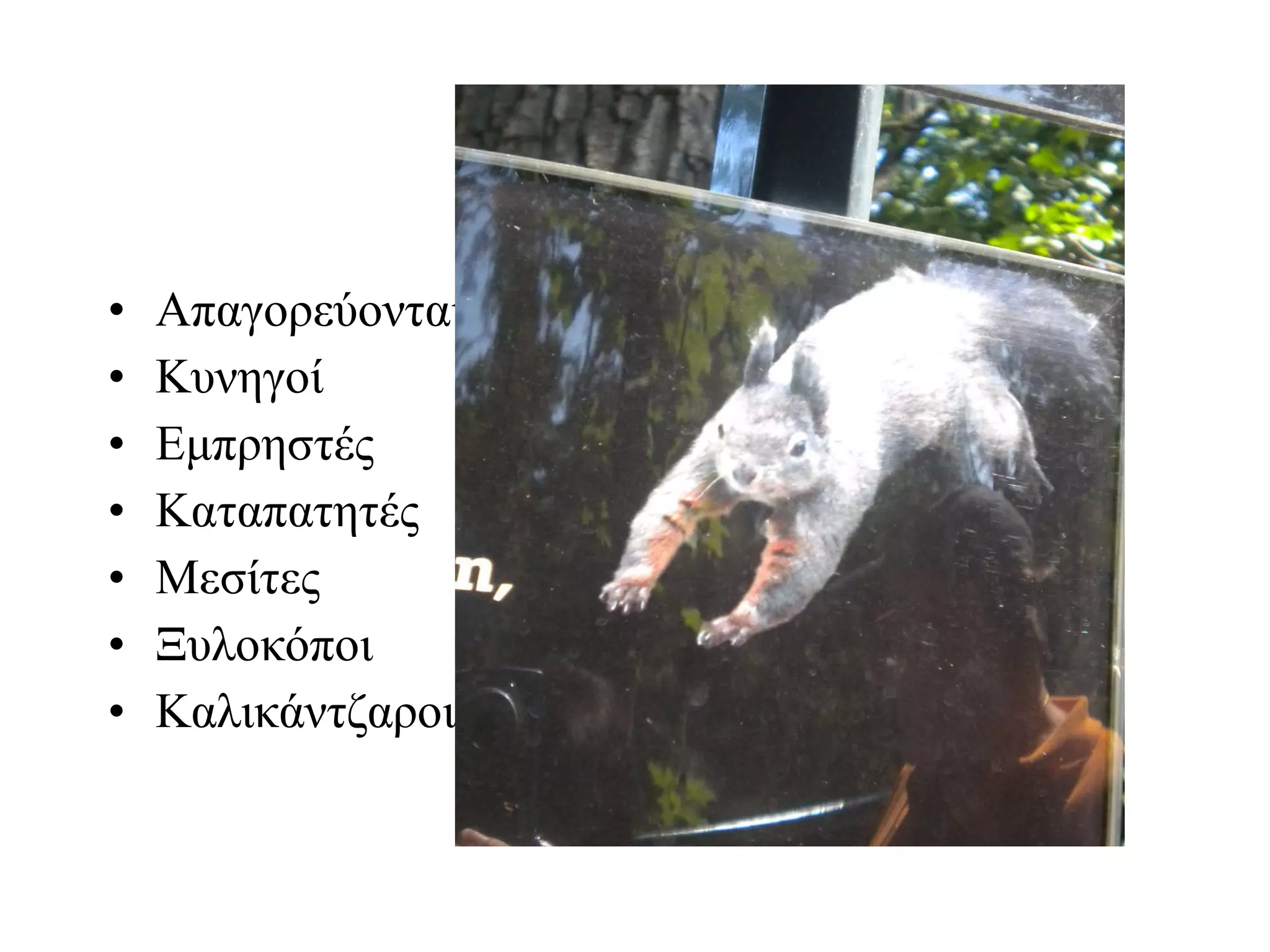 Απαγορεύονται Κυνηγοί Εμπρηστές Καταπατητές Μεσίτες Ξυλοκόποι Καλικάντζαροι 