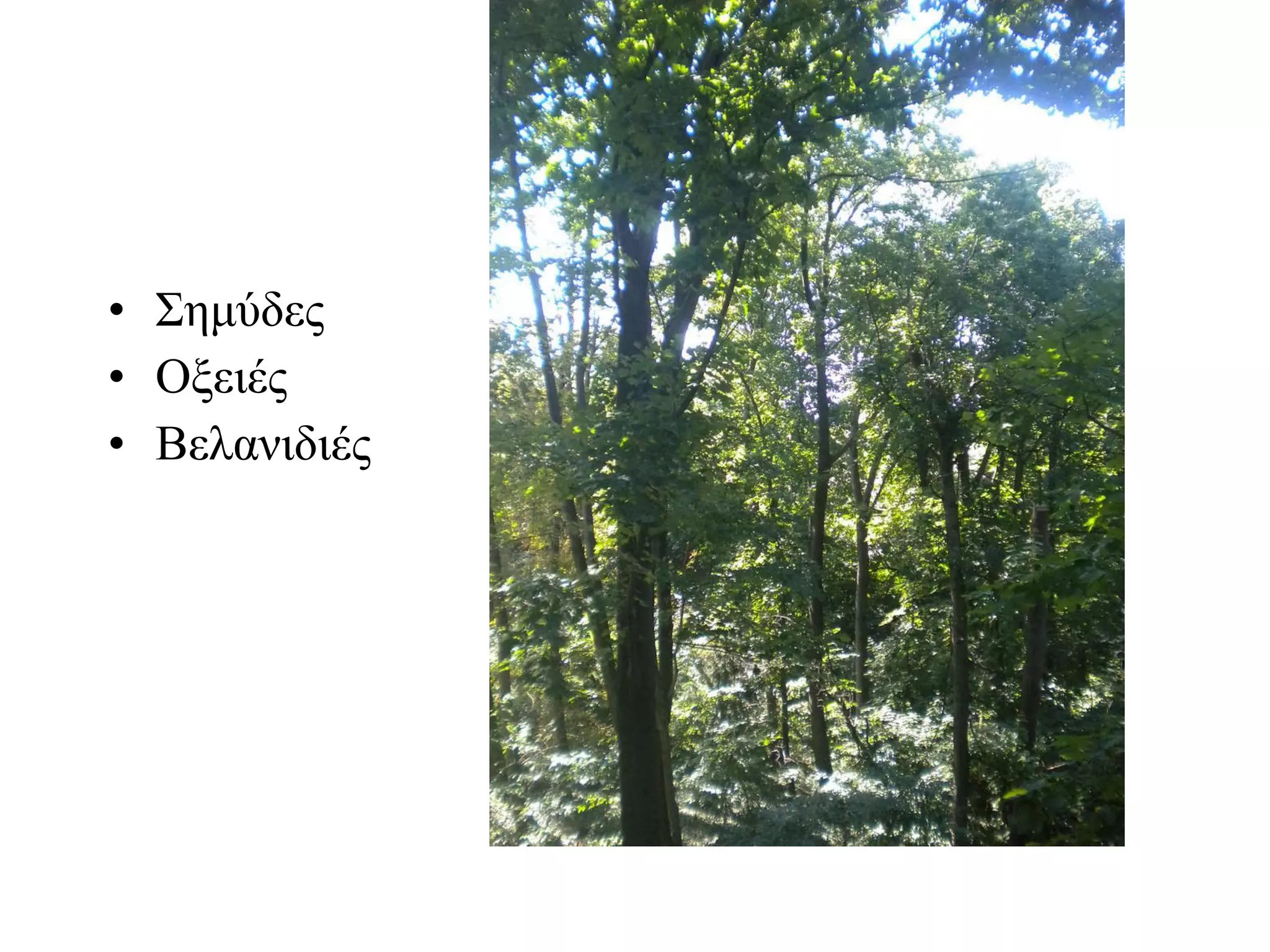 Σημύδες Οξειές Βελανιδιές 