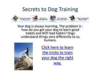 Secrets to Dog Training

Your dog is always learning. The problem is -
  how do you get your dog to learn good
     habits and NOT bad habits? Dogs
  understand things very differently to us
                  humans.

                Click here to learn
                the tricks to train
                your dog the right
                       way.
 