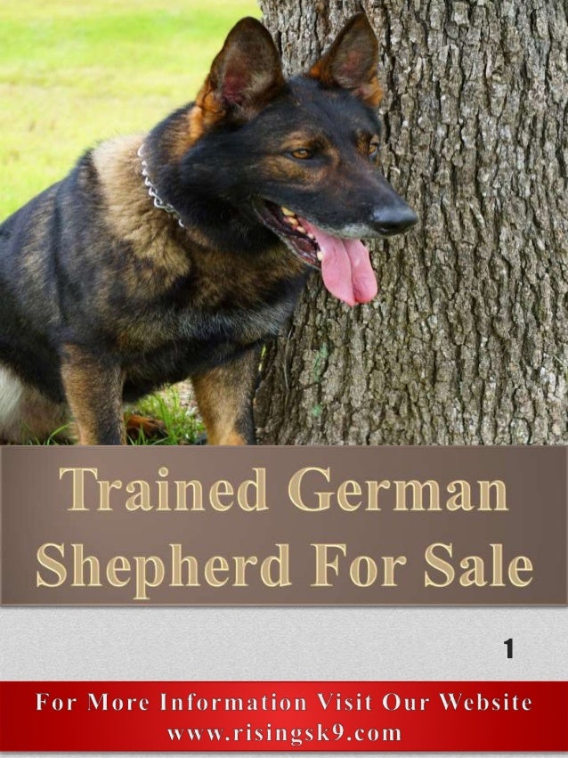 german shepherd ipo training