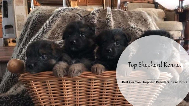 pure german shepherd puppies for sale