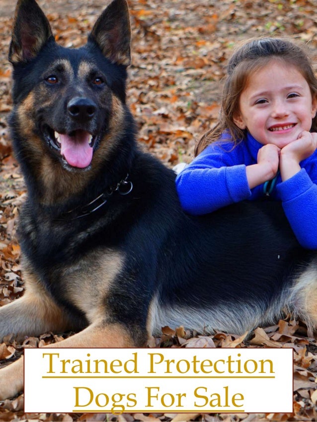 Trained protection dogs for sale
