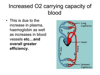 Increased O2 carrying capacity of bloodThis is due to the increase in plasma, haemoglobin as well as increases in blood vessels etc…and overall greater efficiency.