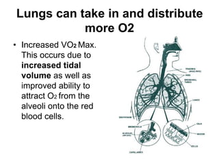 Lungs can take in and distribute more O2Increased VO2 Max. This occurs due to increased tidal volume as well as improved ability to attract O2 from the alveoli onto the red blood cells.