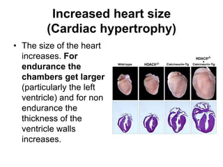 Increased heart size (Cardiac hypertrophy)The size of the heart increases. For endurance the chambers get larger (particularly the left ventricle) and for non endurance the thickness of the ventricle walls increases.