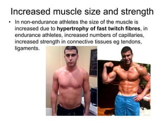 Increased muscle size and strengthIn non-endurance athletes the size of the muscle is increased due to hypertrophy of fast twitch fibres, in endurance athletes, increased numbers of capillaries, increased strength in connective tissues eg tendons, ligaments.