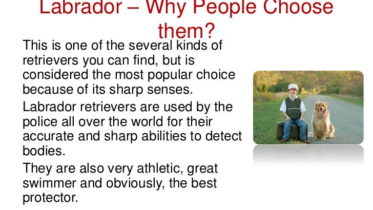 information about labrador dog