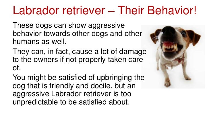 Can You Train A Dog Not To Attack Other Dogs Can You Train A Dog Not To Attack Other Dogs