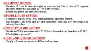 PALMETTE SYSTEM
 Consists of trees in central leader system having 3 to 4 tiers of 2 opposite
branches trained at an angle 30˚ from the vertical.
 Branches against the row are removed.
SPINDLE BUSH SYSTEM
 Consists of central with 15-20 semi horizontal branches from it.
 The branches are kept spindly and secondary branches are encouraged on
primary branches.
DWARF PYRAMID SYSTEM
 Consists of full grown trees with 20-30 branches radiating from it at 45˚-90˚.
 It looks like a ‘pyramid’.
HEAD AND SPREAD SYSTEMS
 Simply, all branches grown in different directions.
 