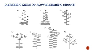 DIFFERENT KINDS OF FLOWER BEARING SHOOTS:
 