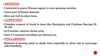 BENDING
 Conducted in guava (Deccan region) in erect growing varieties.
 Lower part of branch dormant.
 Bent and tied on other trees.
COPPICING
 Complete removal of trunk in trees like Eucalyptus and Cinchona (leaving 30-
35 cm).
 In 6 months, vigorous shoots arise.
 Only 2-3 retained and others are thinned out.
POLLARDING
 Removal of growing point in shade trees especially in silver oak to encourage
side branching.
 