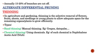  Annually 15-20% of branches are cut off.
ALTERNATE DIFFERENTIAL PRUNING
THINNING
In agriculture and gardening, thinning is the selective removal of flowers,
fruits, shoots, and seedlings or young plants to allow adequate space for the
remaining organs/plants to grow efficiently.
Types:
 Hand thinning: Manual thinning. Eg: Grapes, datepalm…
 Chemical thinning: Using chemicals. Eg: of such chemical is Naphthalene
Acetic Acid (NAA).
 