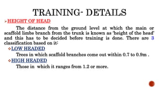 HEIGHT OF HEAD
The distance from the ground level at which the main or
scaffold limbs branch from the trunk is known as ‘height of the head’
and this has to be decided before training is done. There are 3
classification based on it:
LOW HEADED
Trees in which scaffold branches come out within 0.7 to 0.9m .
HIGH HEADED
Those in which it ranges from 1.2 or more.
 
