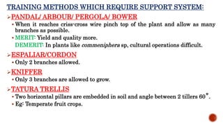 TRAINING METHODS WHICH REQUIRE SUPPORT SYSTEM:
PANDAL/ ARBOUR/ PERGOLA/ BOWER
 When it reaches criss-cross wire pinch top of the plant and allow as many
branches as possible.
 MERIT: Yield and quality more.
DEMERIT: In plants like commeniphera sp, cultural operations difficult.
ESPALIAR/CORDON
 Only 2 branches allowed.
KNIFFER
 Only 3 branches are allowed to grow.
TATURA TRELLIS
 Two horizontal pillars are embedded in soil and angle between 2 tillers 60˚.
 Eg: Temperate fruit crops.
 