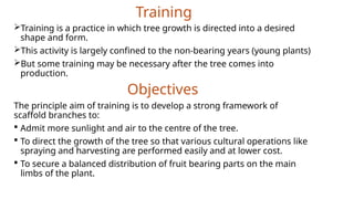TRAINING AND PRUNING for quality fruit production | PPTX