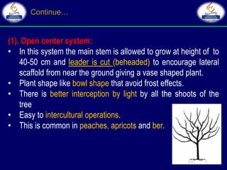 (1). Open center system:
• In this system the main stem is allowed to grow at height of to
40-50 cm and leader is cut (beheaded) to encourage lateral
scaffold from near the ground giving a vase shaped plant.
• Plant shape like bowl shape that avoid frost effects.
• There is better interception by light by all the shoots of the
tree
• Easy to intercultural operations.
• This is common in peaches, apricots and ber.
 