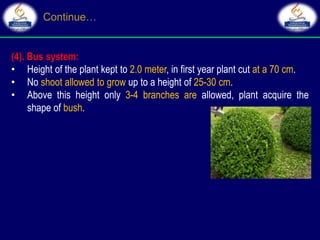 (4). Bus system:
• Height of the plant kept to 2.0 meter, in first year plant cut at a 70 cm.
• No shoot allowed to grow up to a height of 25-30 cm.
• Above this height only 3-4 branches are allowed, plant acquire the
shape of bush.
 