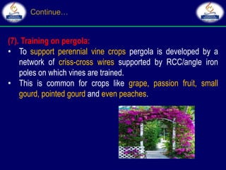 (7). Training on pergola:
• To support perennial vine crops pergola is developed by a
network of criss-cross wires supported by RCC/angle iron
poles on which vines are trained.
• This is common for crops like grape, passion fruit, small
gourd, pointed gourd and even peaches.
 