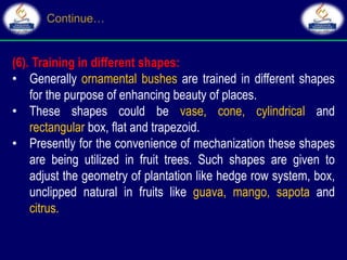 (6). Training in different shapes:
• Generally ornamental bushes are trained in different shapes
for the purpose of enhancing beauty of places.
• These shapes could be vase, cone, cylindrical and
rectangular box, flat and trapezoid.
• Presently for the convenience of mechanization these shapes
are being utilized in fruit trees. Such shapes are given to
adjust the geometry of plantation like hedge row system, box,
unclipped natural in fruits like guava, mango, sapota and
citrus.
 