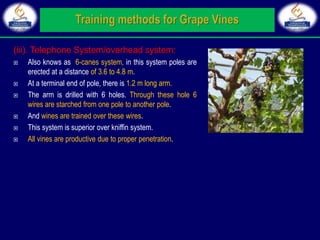 (iii). Telephone System/overhead system:
 Also knows as 6-canes system, in this system poles are
erected at a distance of 3.6 to 4.8 m.
 At a terminal end of pole, there is 1.2 m long arm.
 The arm is drilled with 6 holes. Through these hole 6
wires are starched from one pole to another pole.
 And wines are trained over these wires.
 This system is superior over kniffin system.
 All vines are productive due to proper penetration.
 