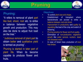 Pruning:
“It refers to removal of plant part
like bud, shoot, root etc. to strike
a balance between vegetative
growth and production. This may
also be done to adjust fruit load
on the tree.”
‘‘Judicious removal of plant part to
obtain better and qualitative yield
is termed as pruning’’.
Pruning is started in later part of
plant life. When its become
capable to produce flower and
fruits.
Objectives:
• To control plant size and shape.
• Establishment of transplant where
leaves/shoots are pruned to strike a
balance between root and shoot.
• Improvement in productivity and quality by
regulating the load of the crop and extent of
flowering.
• Pruning practice for flower and fruit quality.
• Elimination of non-productive vegetative
growth like water sprouts, suckers, dead
and diseased wood.
• In case of forest trees production of knot
free timber.
 