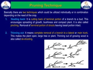 Basically there are two techniques which could be utilized individually or in combination
depending on the need of the crop.
1. Heading back: It is cutting back of terminal portion of a branch to a bud. This
encourages spreading of growth, bushiness and compact plant. It is also called
pinching. Removal of terminal portion of shoots leaving basal portion intact.
2. Thinning out: It means complete removal of a branch to a lateral or main trunk.
This makes the plant open, large tree or plant. Thinning out of growing wood is
also called de-shooting.
 