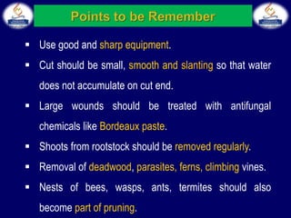  Use good and sharp equipment.
 Cut should be small, smooth and slanting so that water
does not accumulate on cut end.
 Large wounds should be treated with antifungal
chemicals like Bordeaux paste.
 Shoots from rootstock should be removed regularly.
 Removal of deadwood, parasites, ferns, climbing vines.
 Nests of bees, wasps, ants, termites should also
become part of pruning.
 