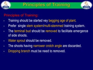 Principles of Training:
• Training should be started vey begging age of plant.
• Prefer single stem system/multi-stemmed training system.
• The terminal bud should be removed to facilitate emergence
of side shoots.
• Water sprout should be removed.
• The shoots having narrower crotch angle are discarded.
• Dropping branch must be need to removed.
 