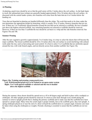 Training and Pruning Fruit Trees
http://www.ces.ncsu.edu/depts/hort/hil/ag29.html[4/6/2010 10:41:25 AM]
At Planting
At planting, peach trees should be set so that the graft union will be 2 inches above the soil surface. As the buds begin
to swell, the unbranched trees (whips) are generally headed approximately 30 to 34 inches above the soil surface. As
discussed with the central leader system, new branches will come from the buds that are 6 to 9 inches below the
heading cut.
Trees that are branched at planting are handled differently than the whips. The work that needs to be done under the
tree determines the appropriate height for branching, which is usually 24 to 32 inches. Remove branches that are too
low. If there are 3 to 4 uniformly spaced branches around the tree that can be selected as scaffolds, the tree is headed
just above the highest selected scaffold. Any remaining branches not selected as scaffolds should be removed.
However, if there are less than 3 scaffolds the tree should be cut back to a whip and the side branches removed. See
Figures 10a and 10b.
Summer Pruning
After the new vegetative growth is approximately 3 to 4 inches long, it is time to select the shoots that will become the
major scaffolds. The lowest scaffold should be 24 to 32 inches above the soil surface to avoid interfering with cultural
work under the tree, such as harvesting and weed control. It is best to select 3 to 4 scaffolds that are uniformly spaced
around the tree, with wide branch angles, and not directly across from another scaffold. See Figure 10a.
Figure 10a. Training and pruning young peach trees.
     Left: Well-branched peach tree to be trained to an open-center system
     Right: 3 to 5 well-spaced scaffolds re selected and the tree is headed
                 above the highest scaffold.
During the summer, these shoots should be spread out to a 45 to 60 degree angle and held in place with a toothpick or
clothespin. All other upright growth should be removed. It is best to come back through every month during the
summer to remove upright growth that is shading the primary scaffolds and to make sure that the scaffolds have been
spread to a proper angle. Many times the crotch angle is proper initially, but as the scaffolds grow, they turn upright. A
spring clothespin placed on or near the end of a shoot will pull the scaffold down to a proper angle. Extreme care must
be taken when using the clothespins as weights. Periodic checking is essential to assure that the scaffolds are not too
flat.
 