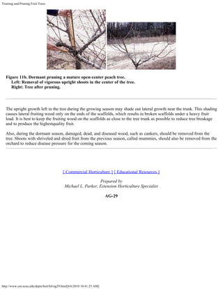 Training and Pruning Fruit Trees
http://www.ces.ncsu.edu/depts/hort/hil/ag29.html[4/6/2010 10:41:25 AM]
Figure 11b. Dormant pruning a mature open-center peach tree.
     Left: Removal of vigorous upright shoots in the center of the tree.
     Right: Tree after pruning.
The upright growth left in the tree during the growing season may shade out lateral growth near the trunk. This shading
causes lateral fruiting wood only on the ends of the scaffolds, which results in broken scaffolds under a heavy fruit
load. It is best to keep the fruiting wood on the scaffolds as close to the tree trunk as possible to reduce tree breakage
and to produce the highestquality fruit.
Also, during the dormant season, damaged, dead, and diseased wood, such as cankers, should be removed from the
tree. Shoots with shriveled and dried fruit from the previous season, called mummies, should also be removed from the
orchard to reduce disease pressure for the coming season.
 
[ Commercial Horticulture ] [ Educational Resources ]
Prepared by
Michael L. Parker, Extension Horticulture Specialist
AG-29
 