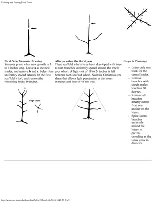 Training and Pruning Fruit Trees
http://www.ces.ncsu.edu/depts/hort/hil/ag29.html[4/6/2010 10:41:25 AM]
First-Year Summer Pruning
Summer prune when new growth is 3
to 4 inches long. Leave a as the new
leader, and remove b and c. Select four
uniformly spaced laterals for the first
scaffold whorl, and remove the
remaining lateral branches.
After pruning the third year
Three scaffold whorls have been developed with three
to four branches uniformly spaced around the tree in
each whorl. A light slot of 18 to 24 inches is left
between each scaffold whorl. Note the Christmas-tree
shape that allows light penetration to the lower
branches and interior of the tree.
Steps in Pruning:
Leave only one
trunk for the
central leader.
Remove
branches with
crotch angles
less than 60
degrees.
Remove all
branches
directly across
from one
another on the
leader.
Space lateral
branches
uniformly
around the
leader to
prevent
crowding as the
limbs grow in
diameter.
 