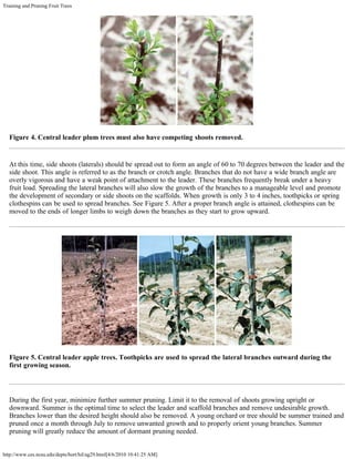 Training and Pruning Fruit Trees
http://www.ces.ncsu.edu/depts/hort/hil/ag29.html[4/6/2010 10:41:25 AM]
Figure 4. Central leader plum trees must also have competing shoots removed.
At this time, side shoots (laterals) should be spread out to form an angle of 60 to 70 degrees between the leader and the
side shoot. This angle is referred to as the branch or crotch angle. Branches that do not have a wide branch angle are
overly vigorous and have a weak point of attachment to the leader. These branches frequently break under a heavy
fruit load. Spreading the lateral branches will also slow the growth of the branches to a manageable level and promote
the development of secondary or side shoots on the scaffolds. When growth is only 3 to 4 inches, toothpicks or spring
clothespins can be used to spread branches. See Figure 5. After a proper branch angle is attained, clothespins can be
moved to the ends of longer limbs to weigh down the branches as they start to grow upward.
Figure 5. Central leader apple trees. Toothpicks are used to spread the lateral branches outward during the
first growing season.
During the first year, minimize further summer pruning. Limit it to the removal of shoots growing upright or
downward. Summer is the optimal time to select the leader and scaffold branches and remove undesirable growth.
Branches lower than the desired height should also be removed. A young orchard or tree should be summer trained and
pruned once a month through July to remove unwanted growth and to properly orient young branches. Summer
pruning will greatly reduce the amount of dormant pruning needed.
 