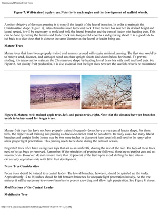 Training and Pruning Fruit Trees
http://www.ces.ncsu.edu/depts/hort/hil/ag29.html[4/6/2010 10:41:25 AM]
Figure 7. Well-trained apple trees. Note the branch angles and the development of scaffold whorls.
Another objective of dormant pruning is to control the length of the lateral branches. In order to maintain the
Christmastree shape (Figure 1), lateral branches need to be cut back. Once the tree has reached its desired height and
lateral spread, it will be necessary to mold and hold the lateral branches and the central leader with heading cuts. This
can be done by cutting the laterals and leader back into twoyearold wood to a sidegrowing shoot. It is a good rule to
cut back to a side shoot that is close to the same diameter as the lateral or leader being cut.
Mature Trees
Mature trees that have been properly trained and summer pruned will require minimal pruning. The first step would be
to remove dead, diseased, and damaged wood and then upright shoots and shoots below horizontal. To prevent
shading, it is important to maintain the Christmastree shape by heading lateral branches with mold and hold cuts. See
Figure 8. For quality fruit production, it is also essential that the light slots between the scaffold whorls be maintained.
Figure 8. Mature, well-trained apple trees, left, and pecan trees, right. Note that the distance between branches
needs to be increased for larger trees.
Mature fruit trees that have not been properly trained frequently do not have a true central leader shape. For those
trees, the objectives of training and pruning as discussed earlier must be considered. In many cases, too many lateral
branches and upright limbs (some may be 6 or more inches in diameter) have been left and need to be removed to
allow proper light penetration. This pruning needs to be done during the dormant season.
Neglected trees often have overgrown tops that act as an umbrella, shading the rest of the tree. The tops of these trees
need to be cut back or removed. Remember, if the principles of pruning are followed, there are no perfect cuts and no
incorrect cuts. However, do not remove more than 30 percent of the tree top to avoid shifting the tree into an
excessively vegetative state with little fruit development.
Pecan Tree Consideration
Pecan trees should be trained to a central leader. The lateral branches, however, should be spiraled up the leader.
Approximately 12 to 15 inches should be left between branches for adequate light penetration initially. As the tree
matures it will be necessary to remove branches to prevent crowding and allow light penetration. See Figure 8, above.
Modifications of the Central Leader
Multileader Tree
 