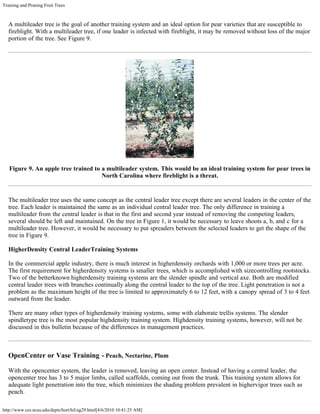 Training and Pruning Fruit Trees
http://www.ces.ncsu.edu/depts/hort/hil/ag29.html[4/6/2010 10:41:25 AM]
A multileader tree is the goal of another training system and an ideal option for pear varieties that are susceptible to
fireblight. With a multileader tree, if one leader is infected with fireblight, it may be removed without loss of the major
portion of the tree. See Figure 9.
Figure 9. An apple tree trained to a multileader system. This would be an ideal training system for pear trees in
North Carolina where fireblight is a threat.
The multileader tree uses the same concept as the central leader tree except there are several leaders in the center of the
tree. Each leader is maintained the same as an individual central leader tree. The only difference in training a
multileader from the central leader is that in the first and second year instead of removing the competing leaders,
several should be left and maintained. On the tree in Figure 1, it would be necessary to leave shoots a, b, and c for a
multileader tree. However, it would be necessary to put spreaders between the selected leaders to get the shape of the
tree in Figure 9.
HigherDensity Central LeaderTraining Systems
In the commercial apple industry, there is much interest in higherdensity orchards with 1,000 or more trees per acre.
The first requirement for higherdensity systems is smaller trees, which is accomplished with sizecontrolling rootstocks.
Two of the betterknown higherdensity training systems are the slender spindle and vertical axe. Both are modified
central leader trees with branches continually along the central leader to the top of the tree. Light penetration is not a
problem as the maximum height of the tree is limited to approximately 6 to 12 feet, with a canopy spread of 3 to 4 feet
outward from the leader.
There are many other types of higherdensity training systems, some with elaborate trellis systems. The slender
spindletype tree is the most popular highdensity training system. Highdensity training systems, however, will not be
discussed in this bulletin because of the differences in management practices.
OpenCenter or Vase Training - Peach, Nectarine, Plum
With the opencenter system, the leader is removed, leaving an open center. Instead of having a central leader, the
opencenter tree has 3 to 5 major limbs, called scaffolds, coming out from the trunk. This training system allows for
adequate light penetration into the tree, which minimizes the shading problem prevalent in highervigor trees such as
peach.
 