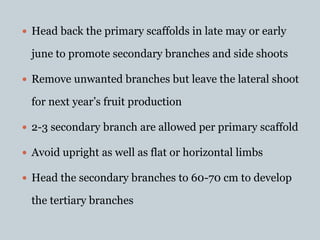  Head back the primary scaffolds in late may or early
june to promote secondary branches and side shoots
 Remove unwanted branches but leave the lateral shoot
for next year’s fruit production
 2-3 secondary branch are allowed per primary scaffold
 Avoid upright as well as flat or horizontal limbs
 Head the secondary branches to 60-70 cm to develop
the tertiary branches
 