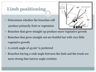 Limb positioning
 Determines whether the branches will
produce primarily fruit or vegetation
 Branches that grow straight up produce more vegetative growth
 Branches that grow straight out are fruitful but with very little
vegetative growth
 A crotch angle of 45-600 is preferred
 Branches having a wide angle between the limb and the trunk are
more strong that narrow angle crotches
 