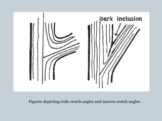 Figures depicting wide crotch angles and narrow crotch angles
 