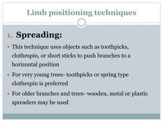 Limb positioning techniques
1. Spreading:
 This technique uses objects such as toothpicks,
clothespin, or short sticks to push branches to a
horizontal position
 For very young trees- toothpicks or spring type
clothespin is preferred
 For older branches and trees- wooden, metal or plastic
spreaders may be used
 