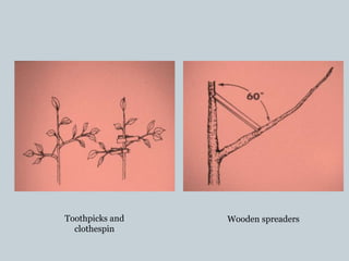 Toothpicks and
clothespin
Wooden spreaders
 