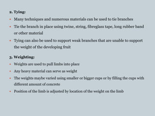 2. Tying:
 Many techniques and numerous materials can be used to tie branches
 Tie the branch in place using twine, string, fibreglass tape, long rubber band
or other material
 Tying can also be used to support weak branches that are unable to support
the weight of the developing fruit
3. Weighting:
 Weights are used to pull limbs into place
 Any heavy material can serve as weight
 The weights maybe varied using smaller or bigger cups or by filling the cups with
different amount of concrete
 Position of the limb is adjusted by location of the weight on the limb
 